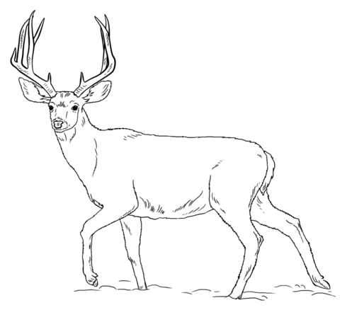 Mule Deer Buck Coloring Page